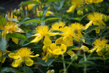 Closeup of sunlight on yellow millepertuis flowers in a public garden