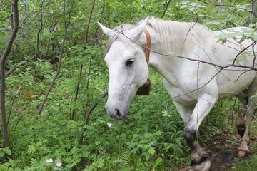 Obraz na płótnie Canvas A gray horse wanders through a summer green forest among birches and grass.