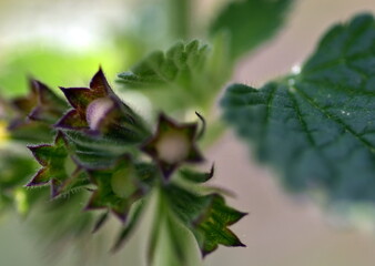 Blühende Schwarznessel