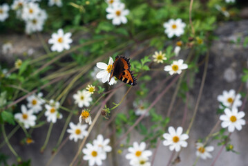 Closeup of brown butterly on white daisy in a public garden