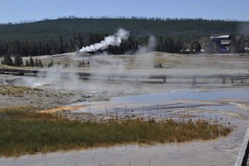 Geyser Yellowstone