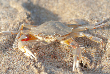 Close-up of a crab on Mezhvodnoe beach