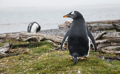 Wildlife, bird watching. Penguin, Pygoscelis papua papua, with red beak, in Hammer Island, Patagonia. 