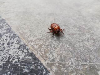 Insect on tiles. 