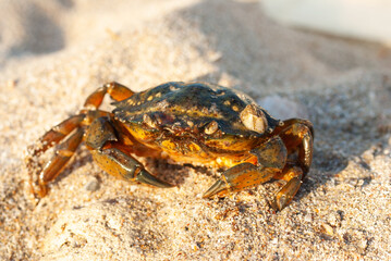 Fototapeta na wymiar Close-up of a crab on Mezhvodnoe beach