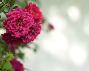 Pink, little roses with lots of copypace