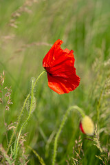 
red poppy in a green field