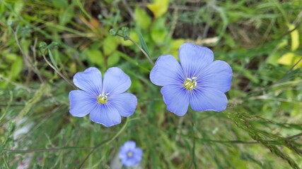 blue flowers in the grass