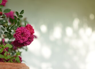 Pink, little roses with lots of copypace