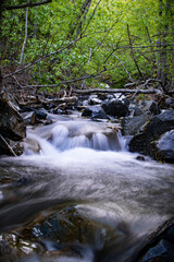 Fresh mountain stream in a thick forest.