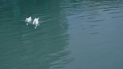 patos blanco en el agua