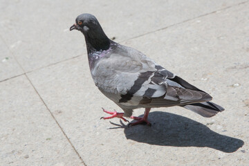 Pigeon walking on paving stones in the city . One dove stand up on marble wall . Feral pigeons, also called city doves, city pigeons, or street pigeons Doves .