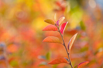 Fototapeta premium tree branch with yellow leaves on a blurred background of trees
