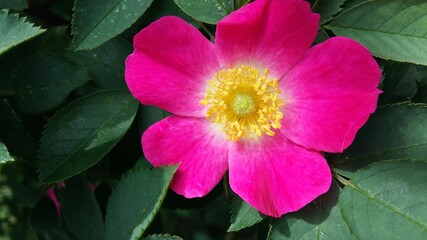 pink and yellow flower