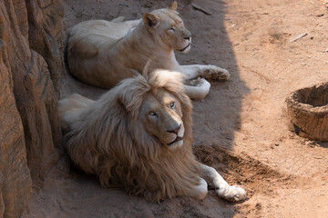 White lions lying on the ground. White lions are among the rare natural phenomena.