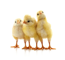 Yellow little chickens.