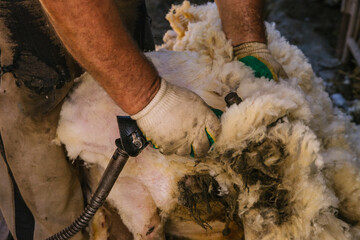 Men's hands cut the wool of a sheep.Seasonal sheep shearing.