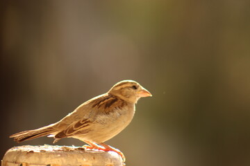 sparrow