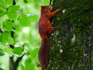 Laupheim, Deutschland: Ein Eichhörnchen an einem Baumstamm