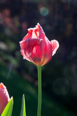 Fototapeta premium Red Tulips in the morning