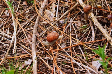 snail on a leaf © Damian