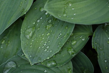 Obraz premium Green leaves coverd with raindrops