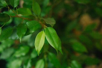 Benjamin's Ficus. Green leaves close-up. Houseplant.