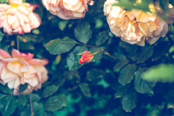 Romantic roses retro wedding background
