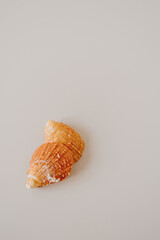 Orange seashell on neutral beige background