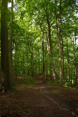 path in the forest , soft focus on trees. nature background