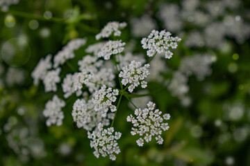 unfocused white flowers on blurred background. nature background