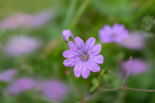 unfocused purple flower on blurred background. nature background