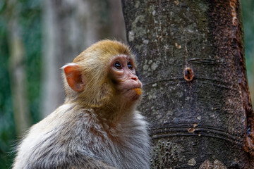 close up of a monkey that had an orange over his mouth