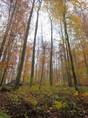Wald