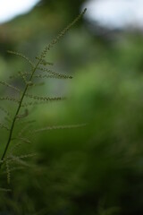 Feathery, bright, green gras in front of a dark, green Background