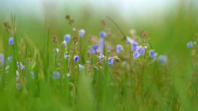Pretty veronica chamaedrys flowers aka cat's eyes waving in the wind. Blue wildflowers growing in meadow in morning time in summer. Slow motion shot