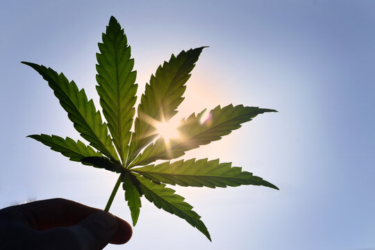 rays of the sun through a green leaf of hemp against the sky. cannabis leaf in hand