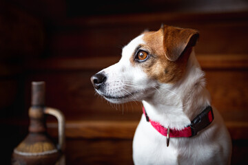 Portrait of a dog Jack Russell Terrier in a red collar, looking to the side, sitting on a wooden staircase. Clay jug, ancient greek amphora. Dog Day. Shiny brown eyes. Beautiful purebred dog. Awaiting