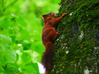 Laupheim, Deutschland: Ein Eichhörnchen am Stamm eines Baumes