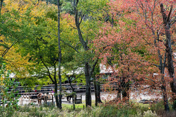 The hiking stables at Cades Cove are surrounded with colored leaves.