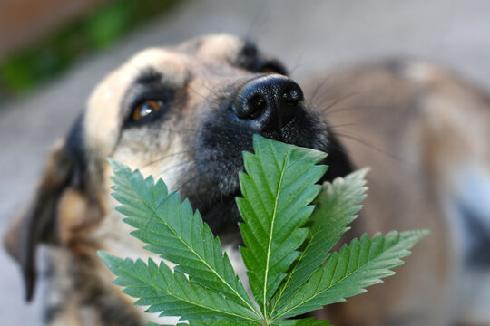 a dog sniffs a leaf of hemp in a person's hand, close-up nose of a dog that sniffs cannabis