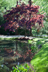 Red Maple Leaves in the sunshine