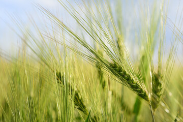 Fototapeta premium Background and texture of a green cornfield with long spikes in spring