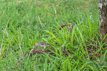 Nubian woodpecker pecking on a log in northern Serengeti, Tanzania