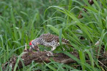 Nubian woodpecker pecking on a log in northern Serengeti, Tanzania