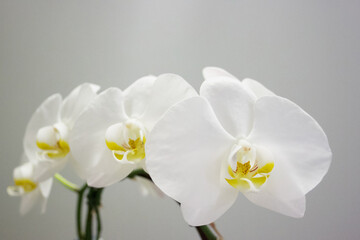 Fototapeta na wymiar white orchid flowers on a grey background