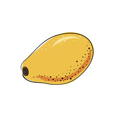 Hand drawn papaya. Fresh organic food. Vector illustration with sketch fruit.