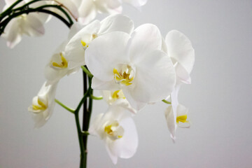 Fototapeta na wymiar white orchid flowers