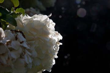 white flowers on a bush