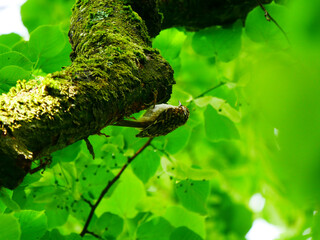 Laupheim, Deutschland: Ein seltener Gartenbaumläufer